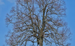 011 - winter auf dem chall